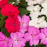 Impatiens x hybrida SunPatiens Compact Boombox Boogie Mixture New Guinea Impatiens