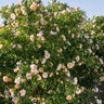 Rosa X Above and Beyond Climbing Rose