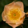 Rosa X Above and Beyond Climbing Rose