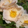 Rosa X Above and Beyond Climbing Rose