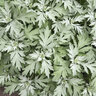 Artemisia X Silver Lining White Sagebrush