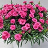 Dianthus x Constant Beauty Crush Watermelon Pinks