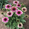 Echinacea x French Tips Coneflower