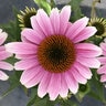 Echinacea x French Tips Coneflower