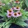 Echinacea x French Tips Coneflower
