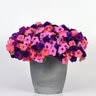 Petunia X Hybrida Easy Wave Beachcomber Mixture Spreading Petunia