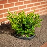 Buxus Microphylla var. Japonica Winter Gem Korean Boxwood