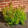 Spiraea X Bumalda Goldflame Spirea