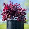 Loropetalum chinense Cerise Charm Fringe Flower