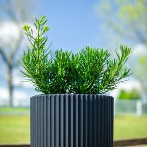 Podocarpus Macrophyllus Lemon Sparkler Yew Plum Pine 3 gal. Container