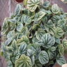 Peperomia Caperata Moonlight Emerald Ripple