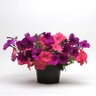 Petunia X Hybrida Easy Wave Opposites Attract Mixture Spreading Petunia