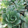 Aeonium Haworthii Pinwheel