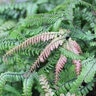 Adiantum hispidulum Rough Maidenhair Fern