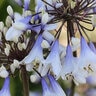 Agapanthus X Indigo Frost African Lily