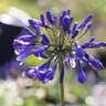 Agapanthus x Little Blue Fountains African Lily