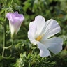 Alyogyne Huegelii White Swan Blue Hibiscus