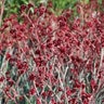 Anigozanthos Rufus Backdraft Kangaroo Paws