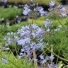 Agapanthus X Queen Anne White African Lily