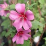 Anisodontea Capensis El Rayo African Mallow