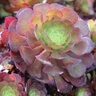 Aeonium Jack Catlin Houseleeks