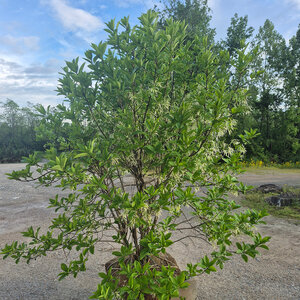 Chionanthus Virginicus var. Maritimus White Fringe Tree
