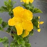 Hibiscus Rosa-Sinensis Fort Myers Yellow Tropical Hibiscus