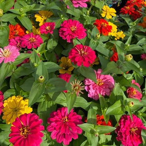Zinnia Elegans Mix Zinnia