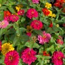Zinnia Elegans Mix Zinnia