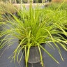 Lomandra Longifolia Katrinus Deluxe Mat Rush