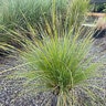 Lomandra Longifolia Katrinus Deluxe Mat Rush