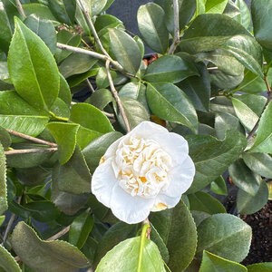 Camellia Japonica Snow Chan Camellia