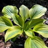 Hosta X Glad Rags Plantain Lily