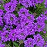 Verbena Peruviana Blue Vervain