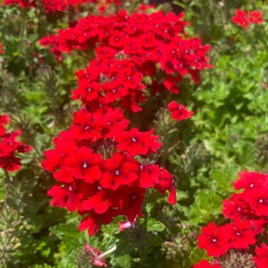 Verbena Peruviana Red Vervain
