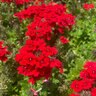 Verbena Peruviana Red Vervain