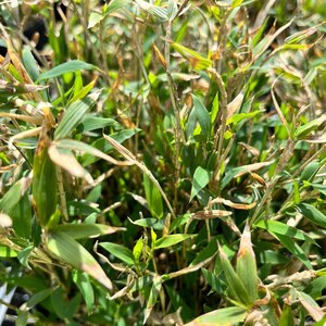 Pleioblastus Pygmaeus var. Distichus Wooster's Dwarf Fernleaf Bamboo 1 gal. Container