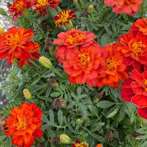 Tagetes patula Red French Marigold 18 Count Flat