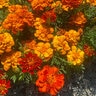 Tagetes patula Red French Marigold