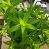 Aster oblongifolius x novae-angliae Thunderdome Aster