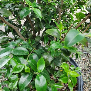 Camellia sasanqua LA Lady Camellia