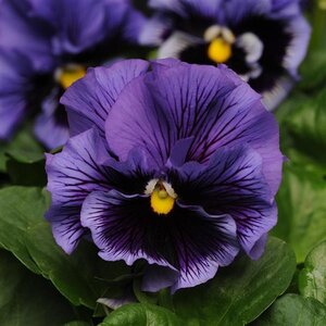 Viola x wittrockiana Frizzle Sizzle Blue Portfolio Ruffled Pansy 10 Count Flat