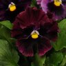 Viola x wittrockiana Frizzle Sizzle Burgundy Portfolio Ruffled Pansy