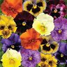Viola x wittrockiana Frizzle Sizzle Mixture Ruffled Pansy
