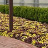 Viola x wittrockiana Frizzle Sizzle Mixture Ruffled Pansy