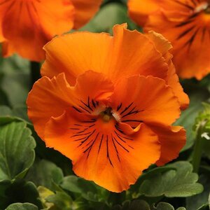 Viola x wittrockiana Frizzle Sizzle Orange Portfolio Ruffled Pansy 10 Count Flat