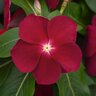 Catharanthus roseus Titan Cranberry Vinca