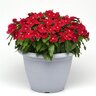 Catharanthus roseus Titan Cranberry Vinca