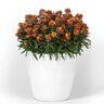 Erysimum cultivars Brightside Orange Glow Wallflower