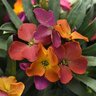 Erysimum cultivars Brightside Orange Glow Wallflower
